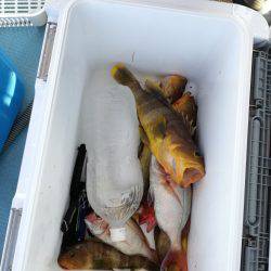 リトルワン 釣果