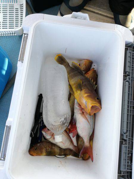 リトルワン 釣果