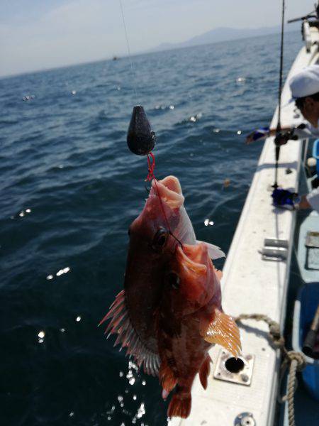 リトルワン 釣果