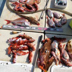 リトルワン 釣果