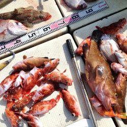 リトルワン 釣果