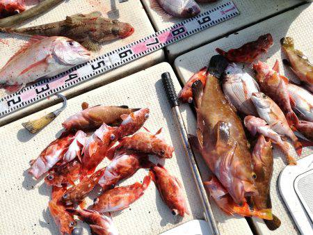 リトルワン 釣果