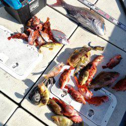 リトルワン 釣果