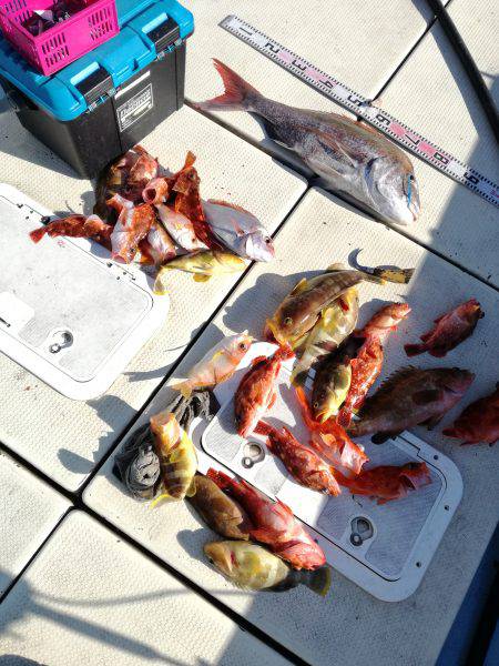 リトルワン 釣果