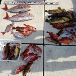 リトルワン 釣果