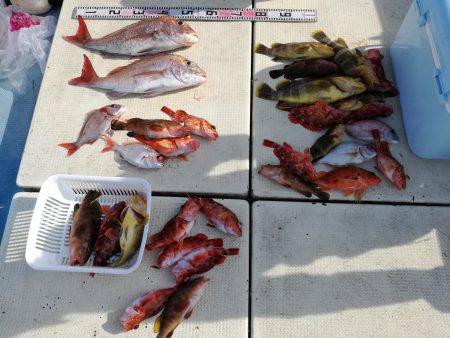 リトルワン 釣果