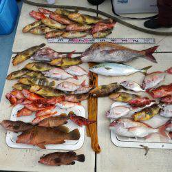 リトルワン 釣果