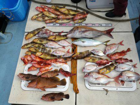 リトルワン 釣果