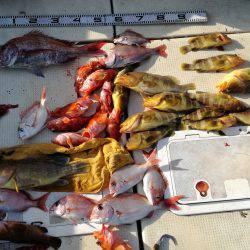 リトルワン 釣果