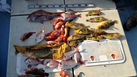 リトルワン 釣果