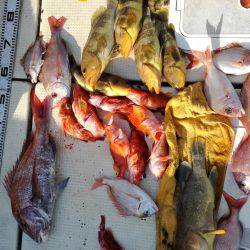 リトルワン 釣果