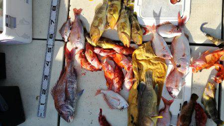 リトルワン 釣果