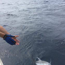 群星・むるぶし 釣果