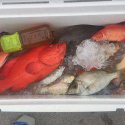 群星・むるぶし 釣果