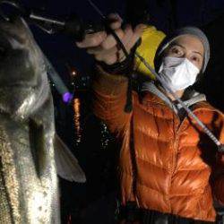 シーマジカル 釣果