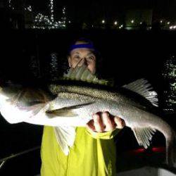 シーマジカル 釣果