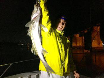 シーマジカル 釣果