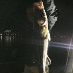 シーマジカル 釣果