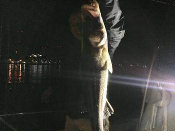 シーマジカル 釣果