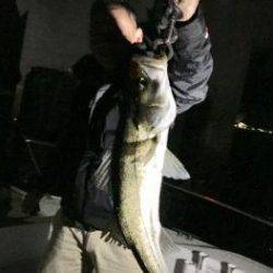 シーマジカル 釣果