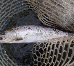 朝霞ガーデン 釣果