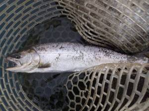 朝霞ガーデン 釣果