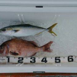 火遠理丸(ほおりまる) 釣果