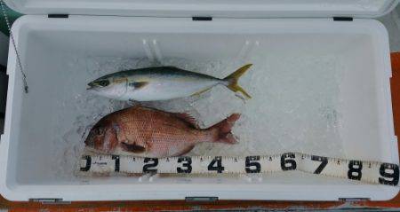 火遠理丸（ほおりまる） 釣果