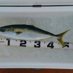 火遠理丸(ほおりまる) 釣果