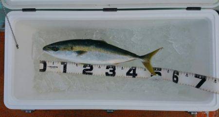 火遠理丸(ほおりまる) 釣果