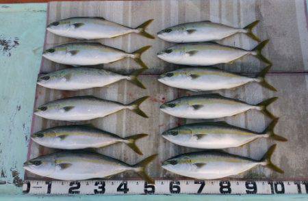 火遠理丸（ほおりまる） 釣果