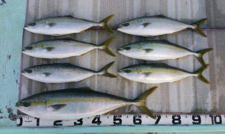 火遠理丸（ほおりまる） 釣果