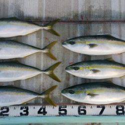 火遠理丸（ほおりまる） 釣果