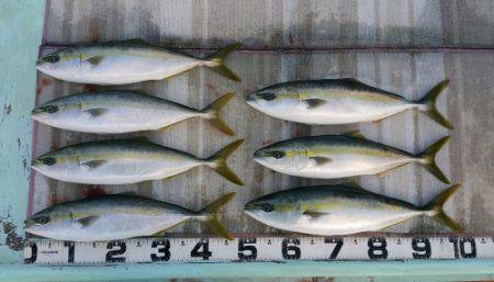 火遠理丸（ほおりまる） 釣果