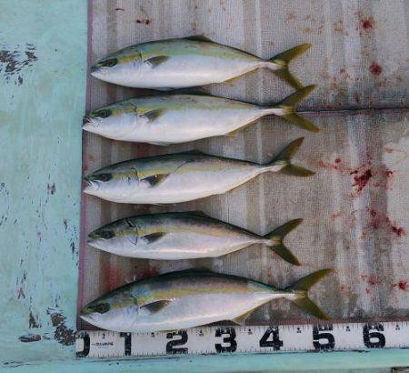 火遠理丸（ほおりまる） 釣果