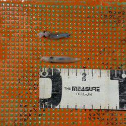 火遠理丸(ほおりまる) 釣果