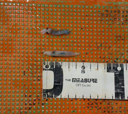 火遠理丸(ほおりまる) 釣果