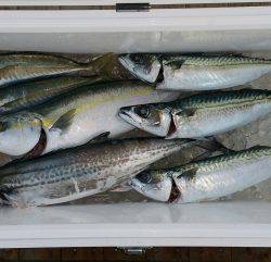 火遠理丸(ほおりまる) 釣果