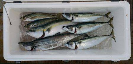 火遠理丸(ほおりまる) 釣果