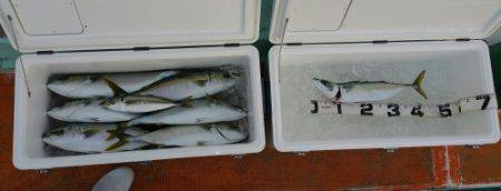 火遠理丸(ほおりまる) 釣果