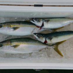 火遠理丸(ほおりまる) 釣果