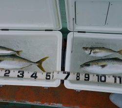 火遠理丸(ほおりまる) 釣果