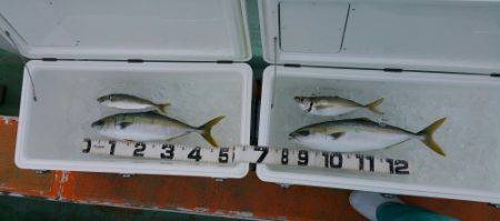 火遠理丸（ほおりまる） 釣果