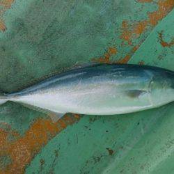 火遠理丸(ほおりまる) 釣果