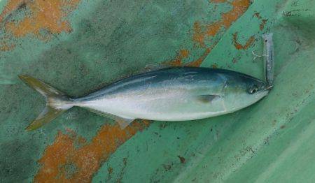 火遠理丸(ほおりまる) 釣果