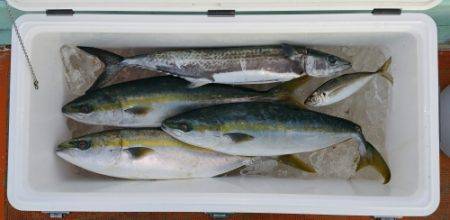 火遠理丸（ほおりまる） 釣果