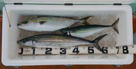 火遠理丸（ほおりまる） 釣果