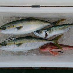 火遠理丸(ほおりまる) 釣果