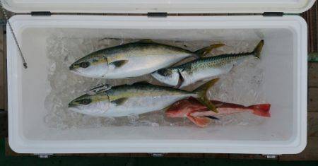 火遠理丸(ほおりまる) 釣果