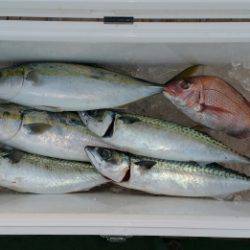 火遠理丸(ほおりまる) 釣果